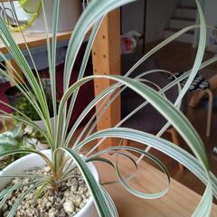 観葉植物の画像