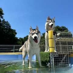 シベリアンハスキーのお友達募集