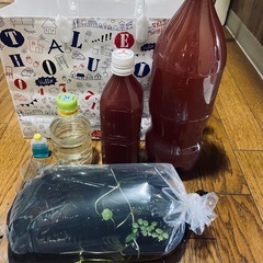 第三回　高級メダカの無料プレゼント！の画像