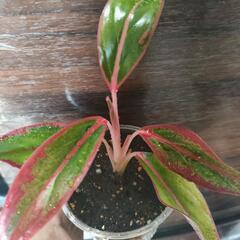 インテリア　観葉植物　アグラオネマ　ピンクゴールドの画像