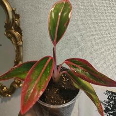 インテリア　観葉植物　アグラオネマ　ピンクゴールドの画像
