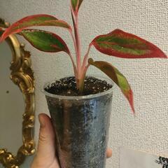 インテリア　観葉植物　アグラオネマ　ピンクゴールドの画像