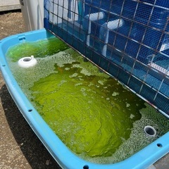 錦鯉　2024当歳　5〜20㌢ の画像