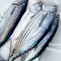 釣りに行ってみませんか🎣🙌🏻