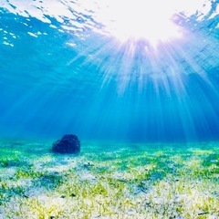 ダイビングやってみませんか🐳✨