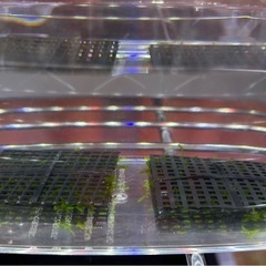 クリスマスモスマット 1枚（約5×5）の画像