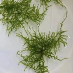 クリスマスモスマット 1枚（約5×5）の画像
