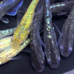 メダカ　20匹　ミックス　めだか　現物　..の画像