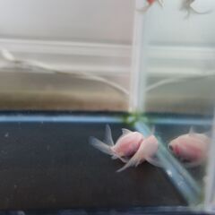 金魚　転覆　不良　曲がり　8匹の画像