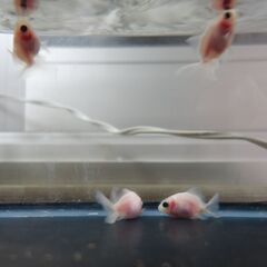 金魚　転覆　不良　曲がり　8匹の画像