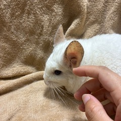 ピンクホワイトブルーアイ女の子3歳体格しっかりしています。