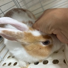 お話中　ブルーアイのミニウサギちゃん　特別価格3000円！ - 久喜市