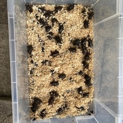 【大特価‼️】カブトムシWF1福島産の画像