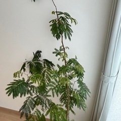 エバーフレッシュ　観葉植物の画像