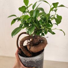 ガジュマル　　4号の画像