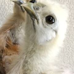 ヒヨコの里親さん募集します