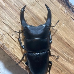オオクワガタ81ペア