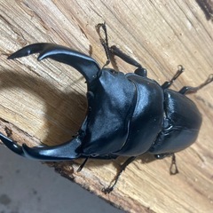 オオクワガタ81ペア　取引中❗️の画像