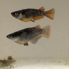 【相談中】メダカ　めだか　オランジェ　1ペア産卵中の画像