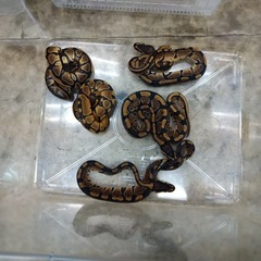 ヒバカリやアオダイショウ