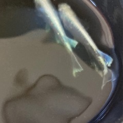 高級メダカ　エメキン1ペアの画像