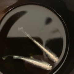 高級メダカ　エメキン1ペアの画像