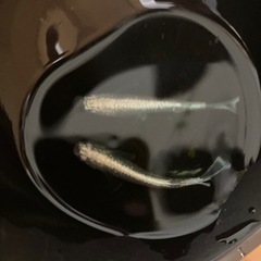 高級メダカ　エメキン1ペアの画像
