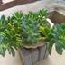 ランキングキーワードに紐づく投稿画像-観葉植物