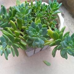観葉植物の画像