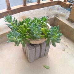 観葉植物の画像