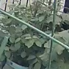 モロヘイヤ＆キュウリ(オマケ)