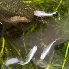 メダカ５匹、ミナミヌマエビ５匹、水草　セットの画像