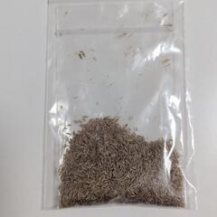 ガラス瓶アクアリウム: ファントムテトラ&グッピーセットの画像