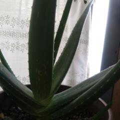キダチアロエの画像