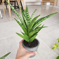 サンセベリアの画像