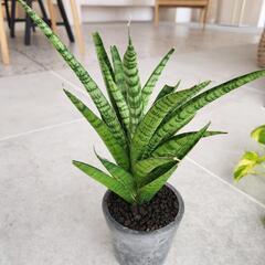 サンセベリア
