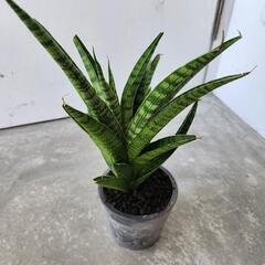 サンセベリアの画像