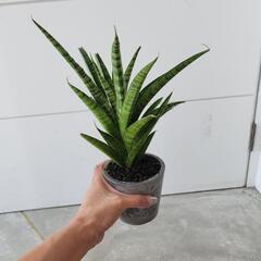 サンセベリアの画像