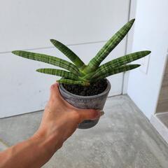 サンセベリアの画像