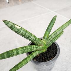 サンセベリアの画像