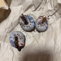 マルスゾウカブト 幼虫 3匹