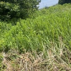 7/7（月）9:00〜16:00米子市内　草刈り後の回収、清掃の...