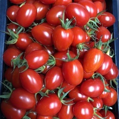 バジルやミニトマトアイコや野菜の画像
