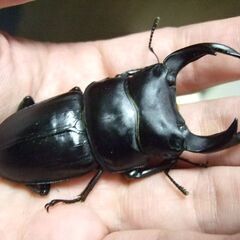 三重県産オオクワガタ F1 ♂70.3ミリ ♀45.8ミリ ペアの画像