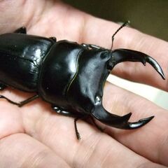 三重県産オオクワガタ F1 ♂70.3ミリ ♀45.8ミリ ペアの画像