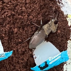 ミヤマクワガタの画像