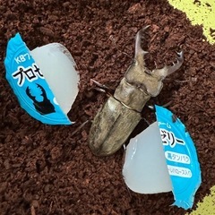 ミヤマクワガタ