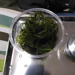 ウィローモス　熱帯魚　めだか　水草の画像