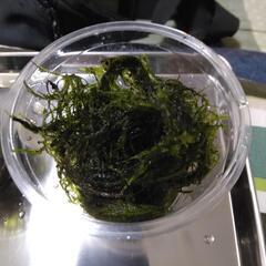 ウィローモス　熱帯魚　めだか　水草の画像