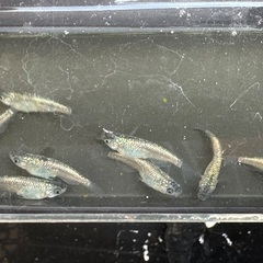 背鰭なしサファイア(流星)メダカの画像